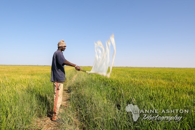 Chasing birds from rice crop (1)