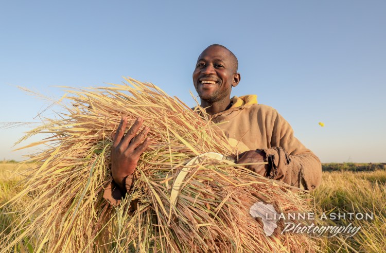 Harvesting rice in Senegal (4)