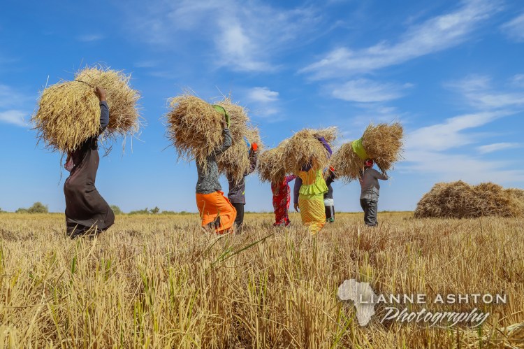 Senegal Rice harvest (2)