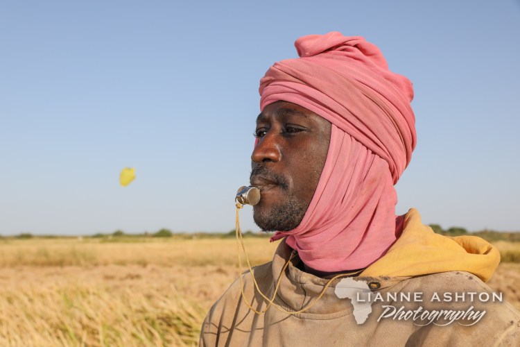 Smallholder farmer in Senegal