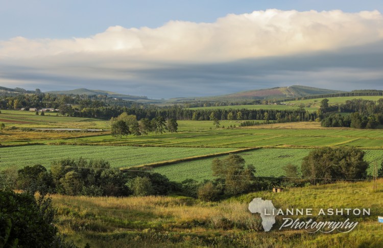 Ixopo landscape (3)