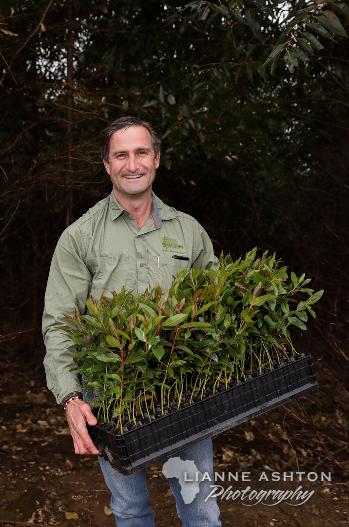 Ellepot Eucalyptus root stock (1)