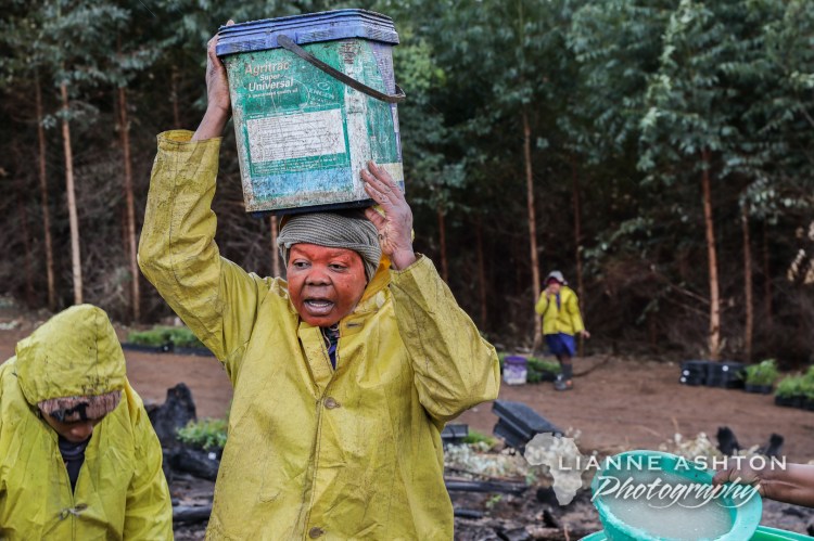 Forestry operations (1)