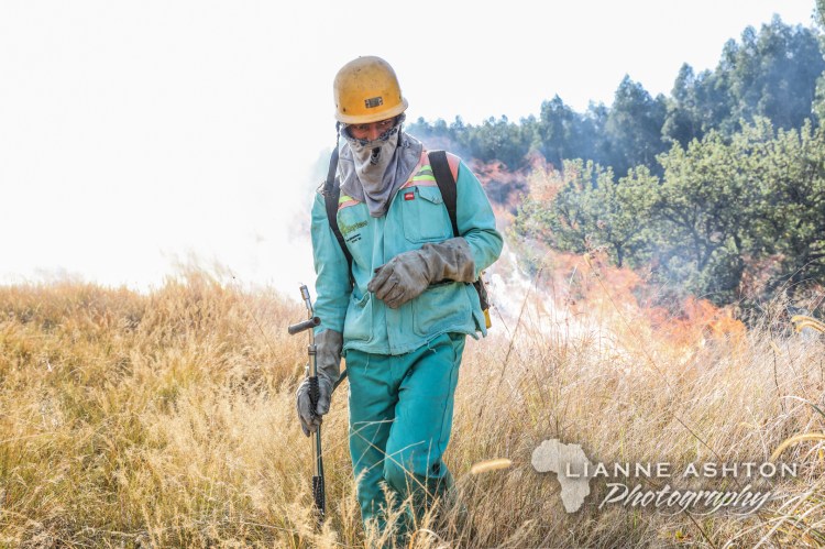 Forestry operations (19)