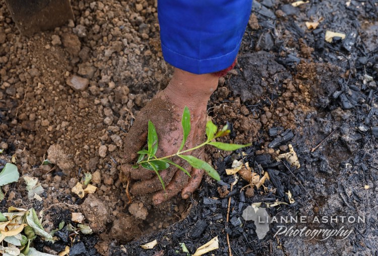 Planting Ellepot seedlings (1)