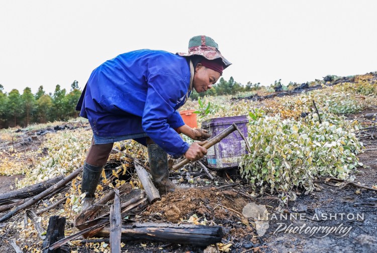 Planting Ellepot seedlings (2)